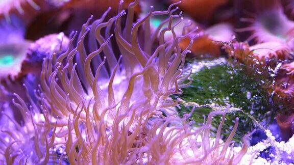 热带海底的珊瑚