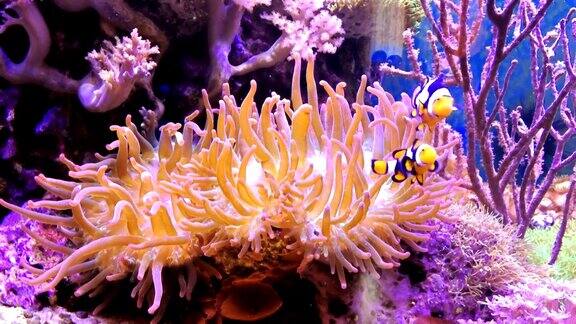 海葵或海花和小丑鱼在充满热带鱼和植物的海洋水族馆