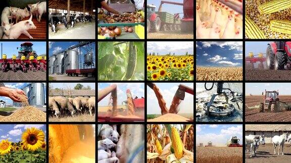 农业-食品生产多屏