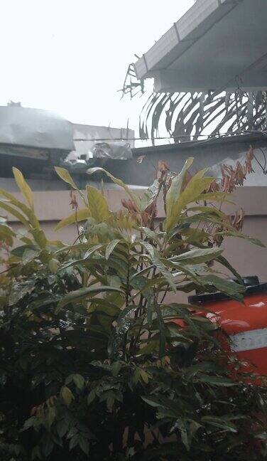 视频在下午下雨时绿色的植物背景