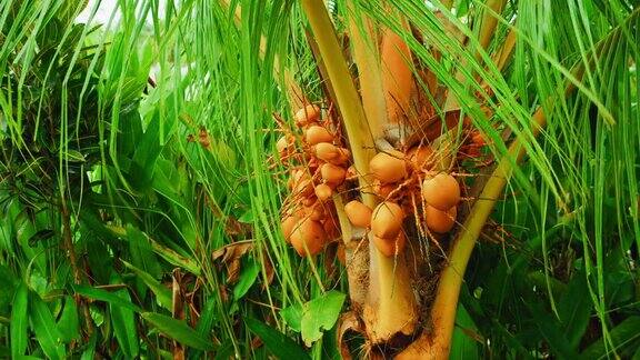 棕榈树特写异国情调的黄色未成熟的年轻新鲜椰子生长在绿色的热带花园在阳光明媚的日子里树叶茂盛