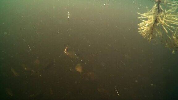 一群水虎鱼在水下攻击鱼钩上的鲜肉诱饵