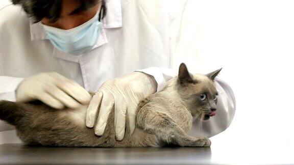 兽医检查猫的皮毛