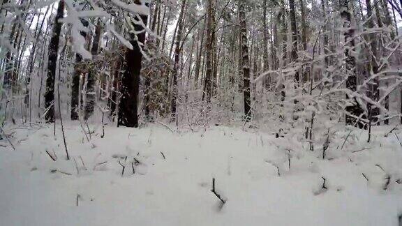 森林在冬季