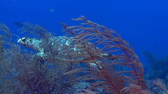 热带加勒比海珊瑚礁上的玳瑁海龟
