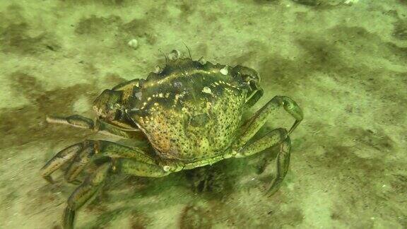 海底的绿蟹