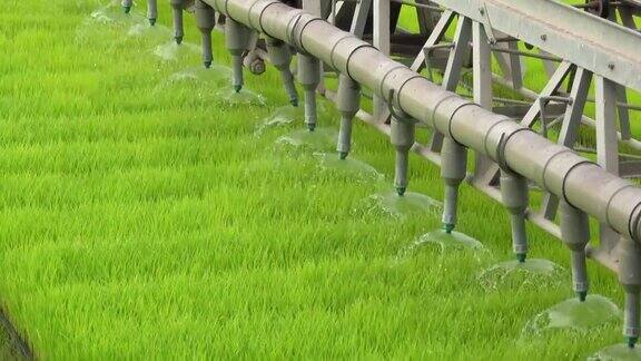 灌溉稻田