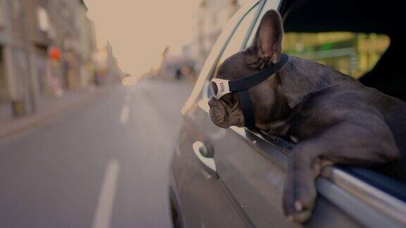 法国斗牛犬戴着防护眼镜在乘车过程中通过车窗观察环境