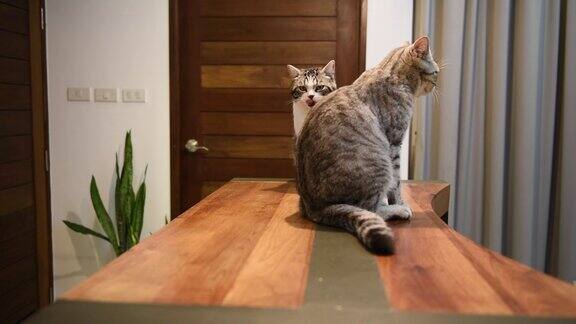 两只可爱的姜黄色小猫晚上在客厅的木桌上玩耍放松