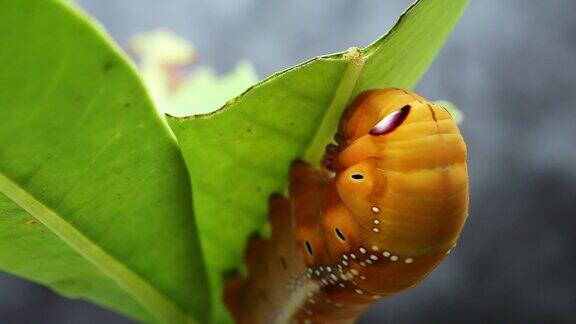 毛毛虫以新鲜的树叶为食直到长成蝴蝶