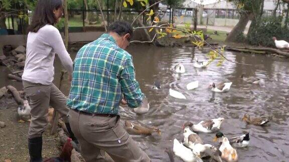 农场工人在池塘里喂鹅和鸭子