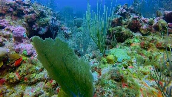 在加勒比海色彩斑斓的珊瑚礁上潜水-伯利兹堡礁龙涎香礁