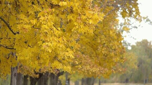 秋天的黄色枫叶在风中摇曳装饰着大自然