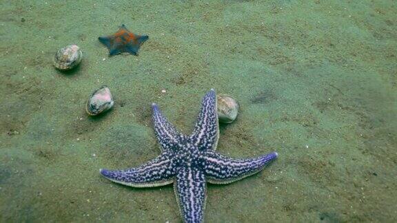 在沙底的海星捕食贝壳