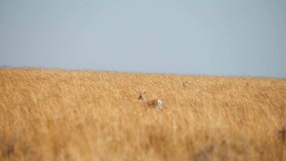 野生非洲猎豹小心翼翼地穿过田野追逐草原上的黑斑羚幼崽猎豹在猎杀黑斑羚
