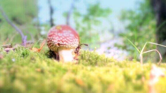 红色毒蕈魔术蘑菇倾斜向上射