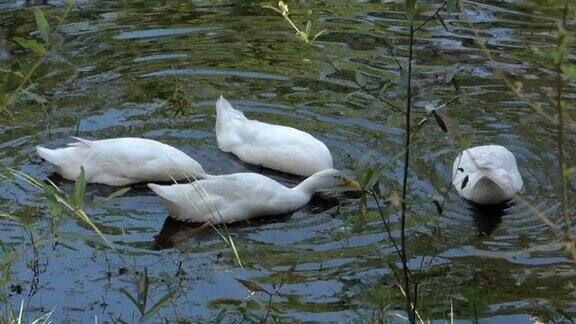 鸭子在池塘里觅食