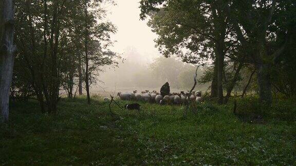 一位牧羊女和一群羊在雾蒙蒙的日出在树林里