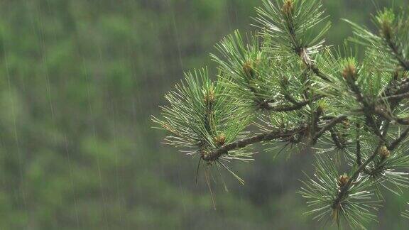 雨落在松树的树枝上