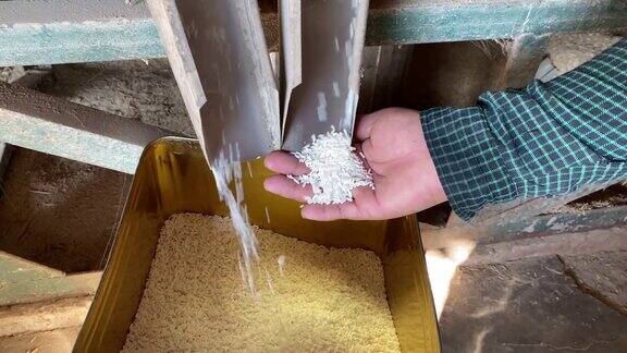 生大米生产