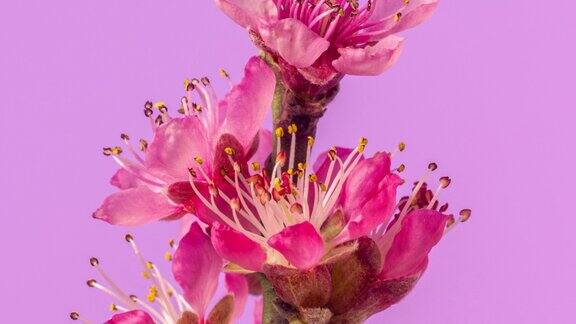 葡萄园的桃花在水平格式的粉红色背景下盛开的延时视频桃树在春天开花的视频