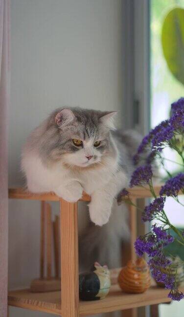 西伯利亚猫休息
