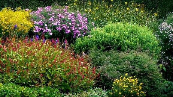 美丽的花园植物和花