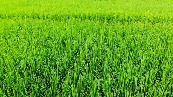 航拍农民走进稻田种植园