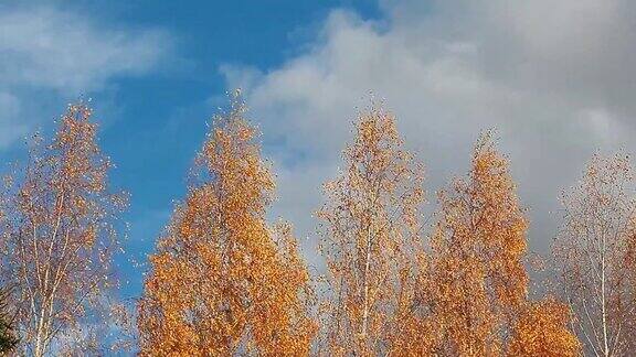 秋日白桦树天空背景