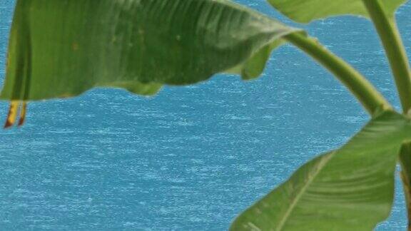 一棵棕榈树的绿叶上有水滴