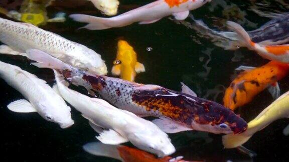 锦鲤或阿穆尔鱼在水族池游泳
