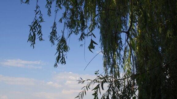 柳树的枝干随风摇曳背景是蓝天白云