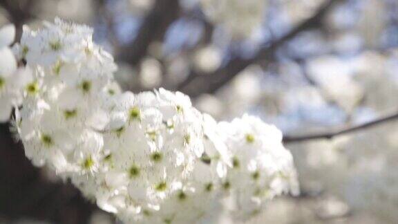 春天白色的樱花在微风中盛开