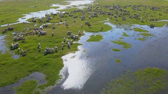 鸟瞰图羊群在河边和湖边的牧场上吃草