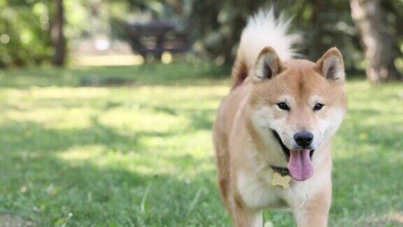 可爱快乐的狗狗ShibaInu在绿色的草地上跑着看着相机在夏天玩得很开心