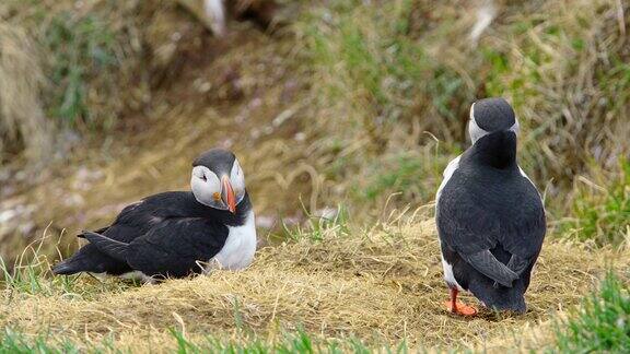冰岛海崖上的大西洋海雀野生动物中的可爱鸟海岸上的动物
