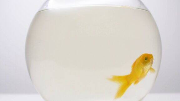 金鱼围着玻璃碗游来游去
