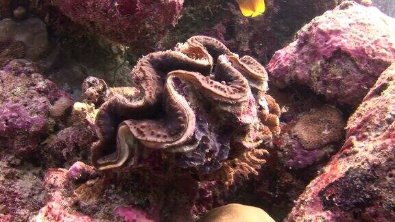 在马尔代夫海水下的彩色珊瑚背景上的砗哩蛤