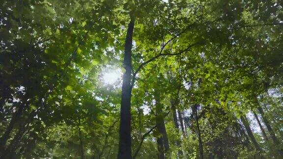 在夏日森林的树枝下漫步