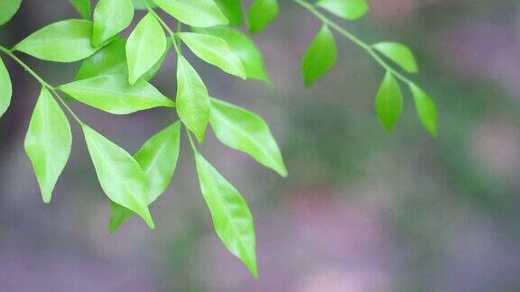 白色背景下的夏日树叶