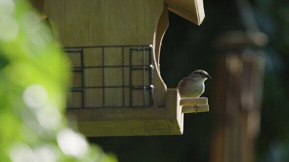 家麻雀在阳光下从喂鸟器里进食