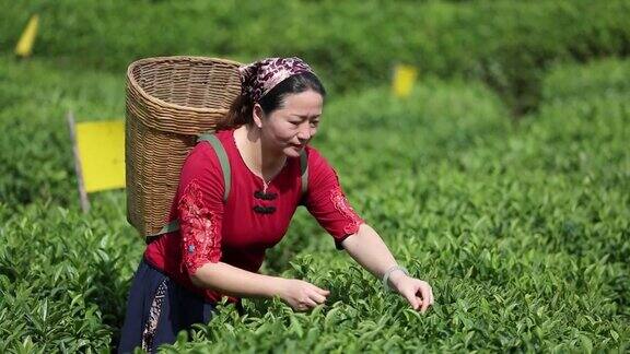 在茶园里捡拾茶叶的妇女