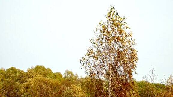 鸟瞰图黄色的秋叶桦树在强烈的风颤背柳树林树在风中摇摆五颜六色的树叶的树成熟的秋天树在风中摇摆秋天的森林里树叶飘落环境保护森林资源