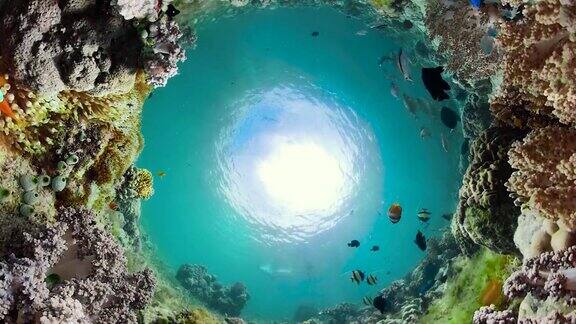 珊瑚礁的水下世界