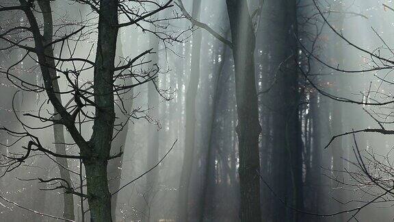 波兰森林中浓雾中的阳光