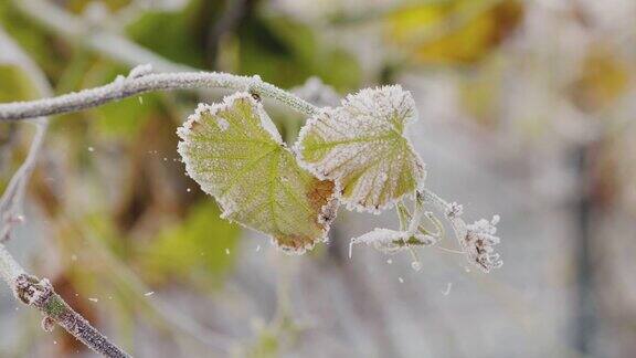 在瑞典一个阳光明媚的秋日葡萄园覆盖着霜冻