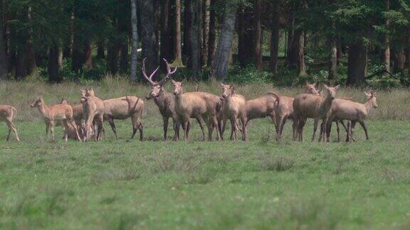 一群大卫鹿站在森林前的草地上