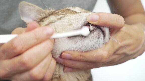 主人用牙刷给她的宠物猫刷牙