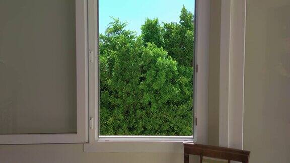 窗外的绿树