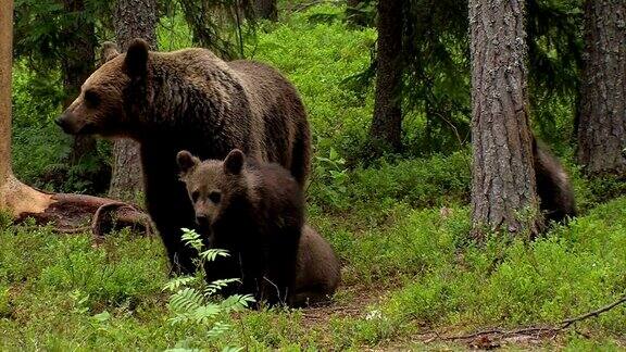 EuropäischerBraunbär-Ursusarctosarctos-欧亚棕熊